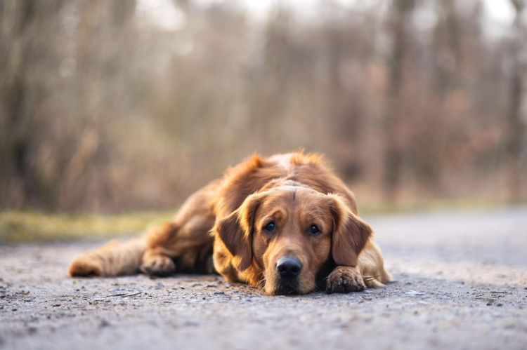 Wenn sie dich stolz&nbsp;machen