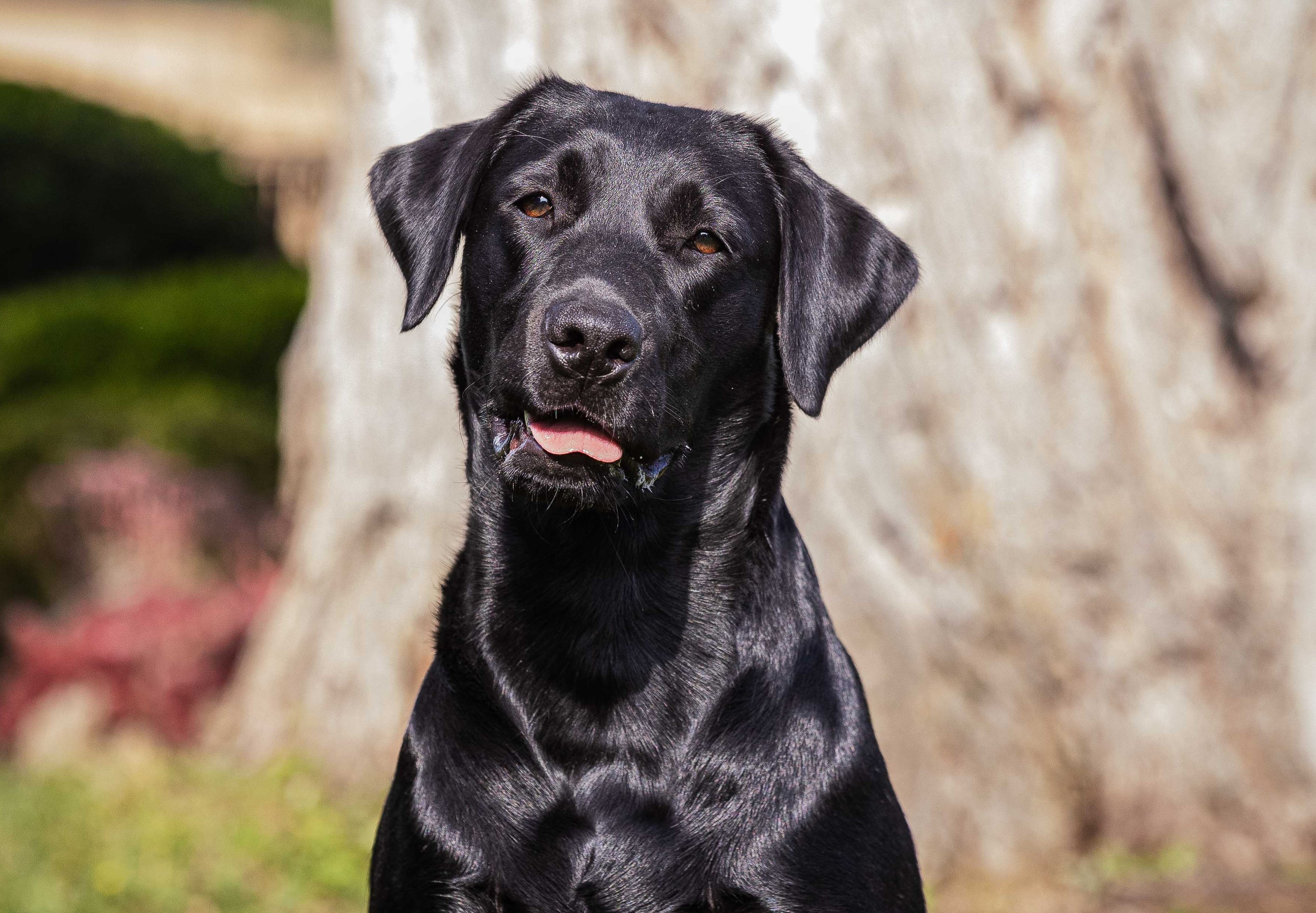 Flying Huntsman Die Soffi