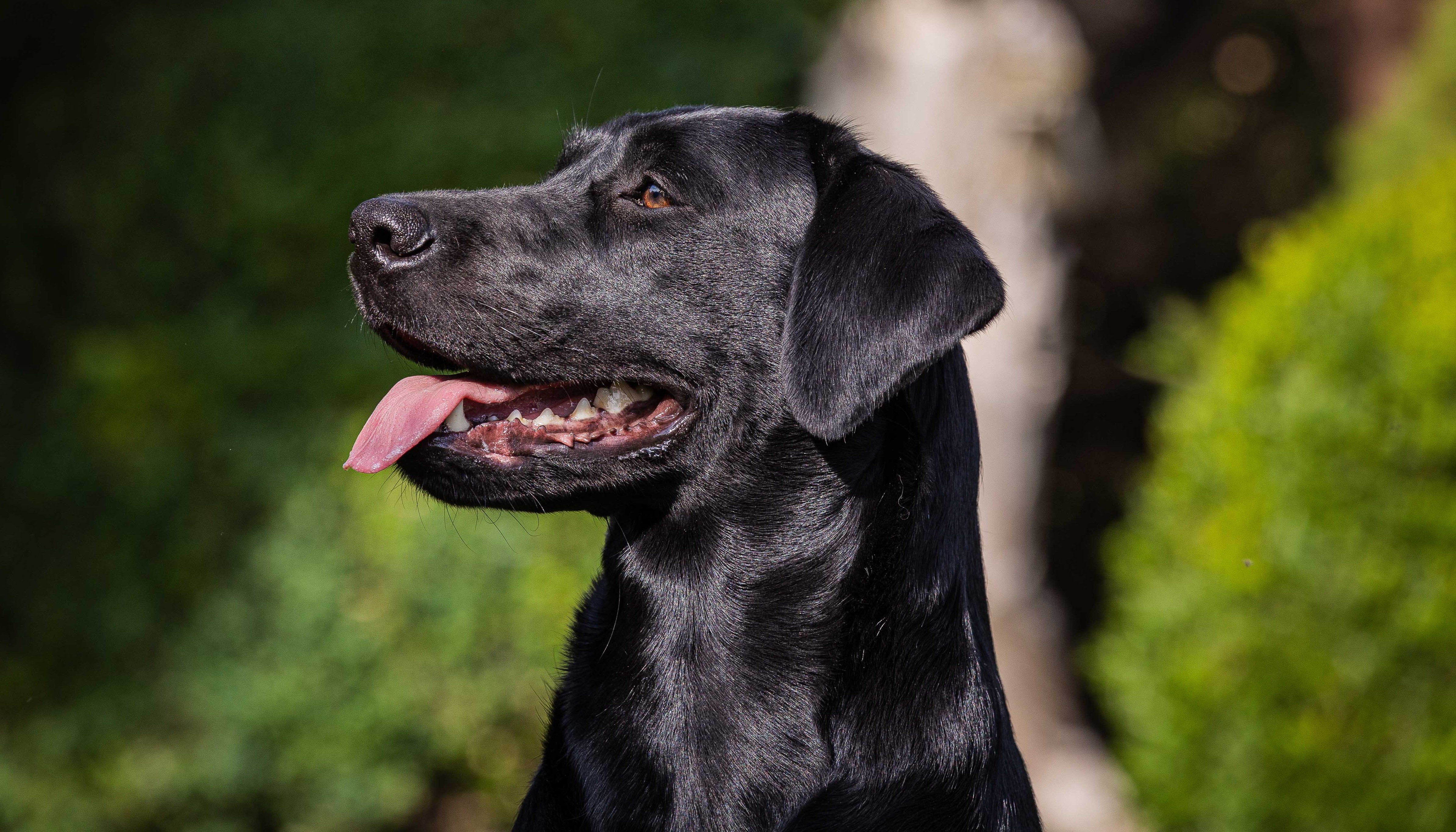 Flying Huntsman Die Soffi