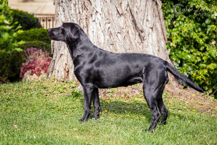 Flying Huntsman Die Soffi