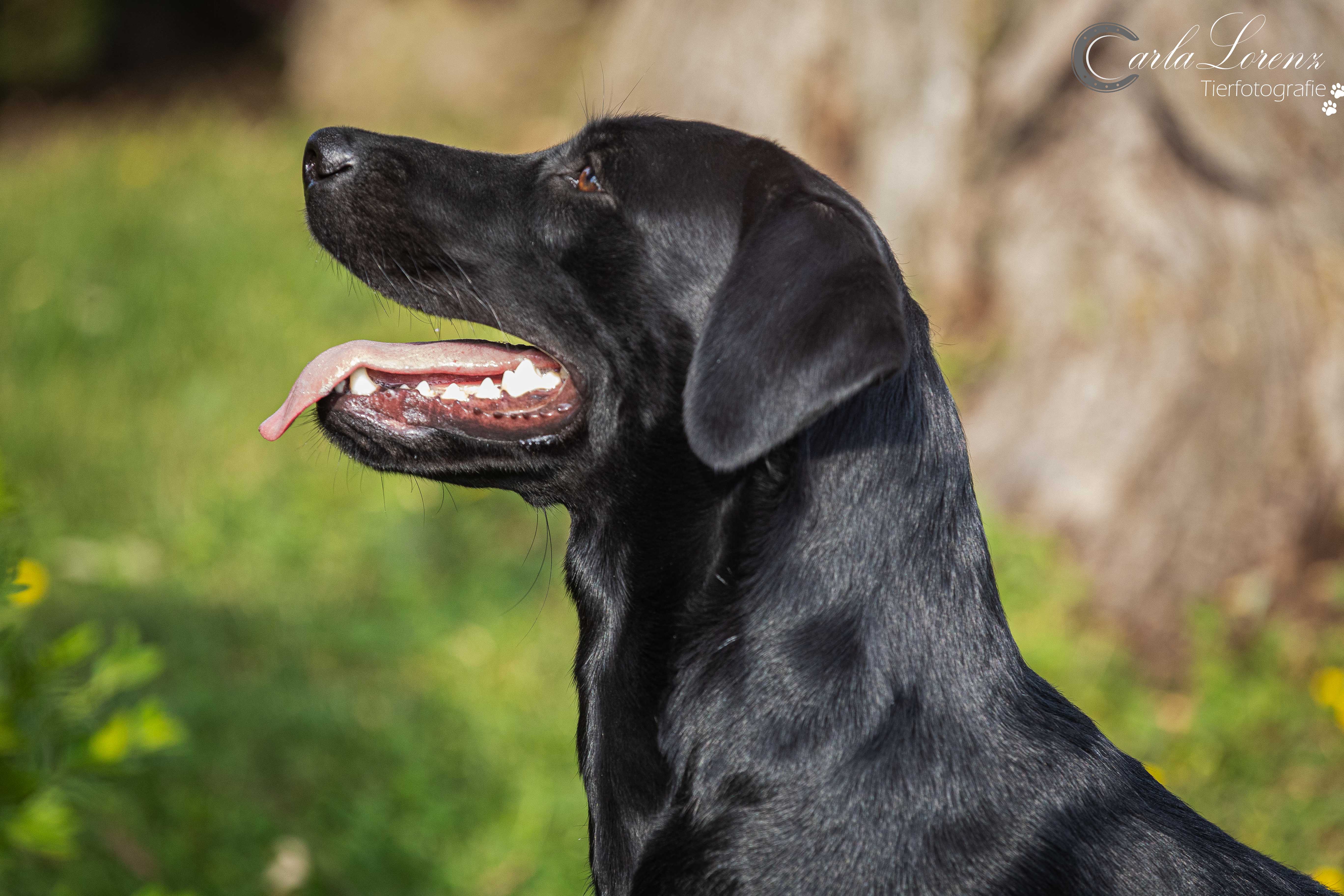 Flying Huntsman Die Soffi