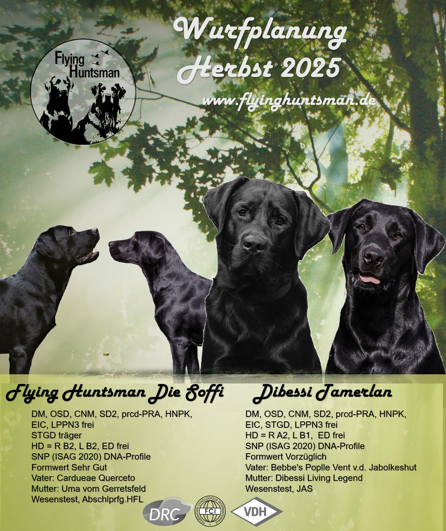 Flying Huntsman Labrador G-Wurf ist auf dem Weg