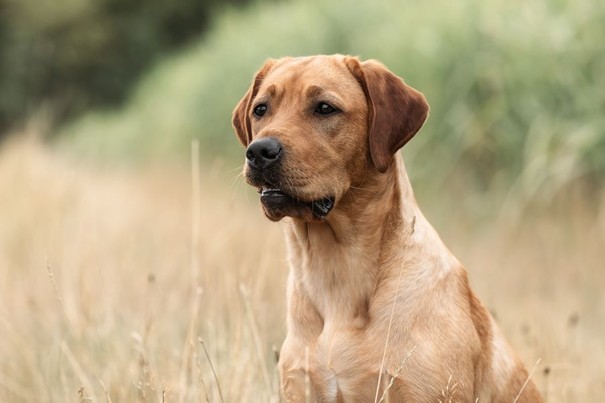 Pocahontas Evans Royal Leo