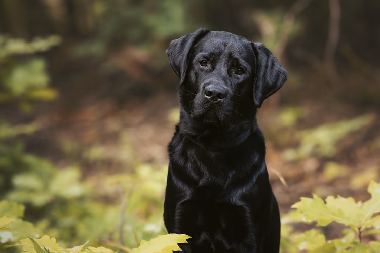Dibessi Tamerlan "Henry"