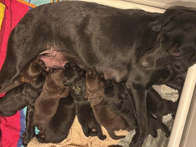 Der G-Wurf ist gelandet