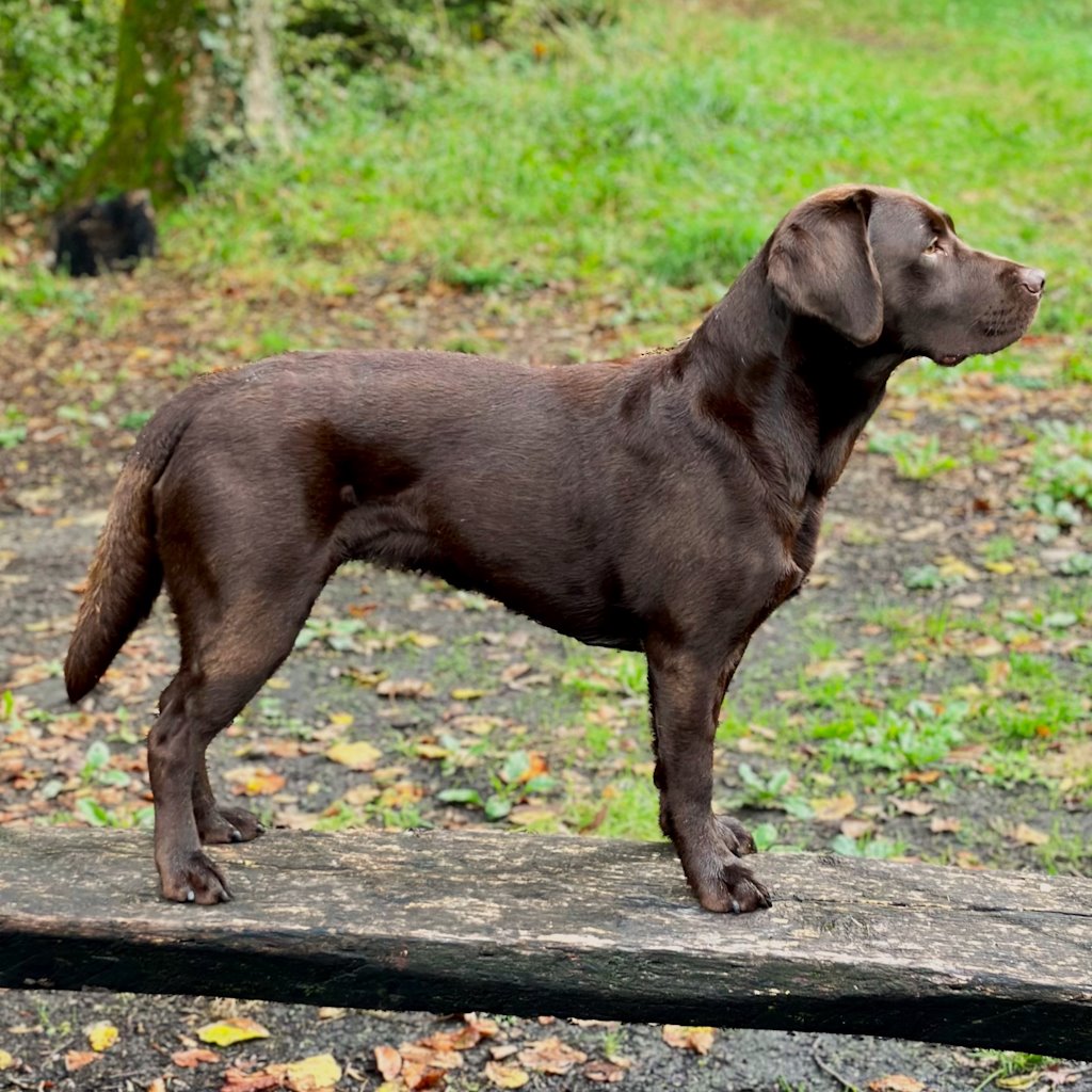 Kuba of Three Castaneas