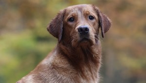 Flying Huntsman Flummi (Tjotte’s Classic Shade Of Yellow x Absolute Classic Tinkerbell)