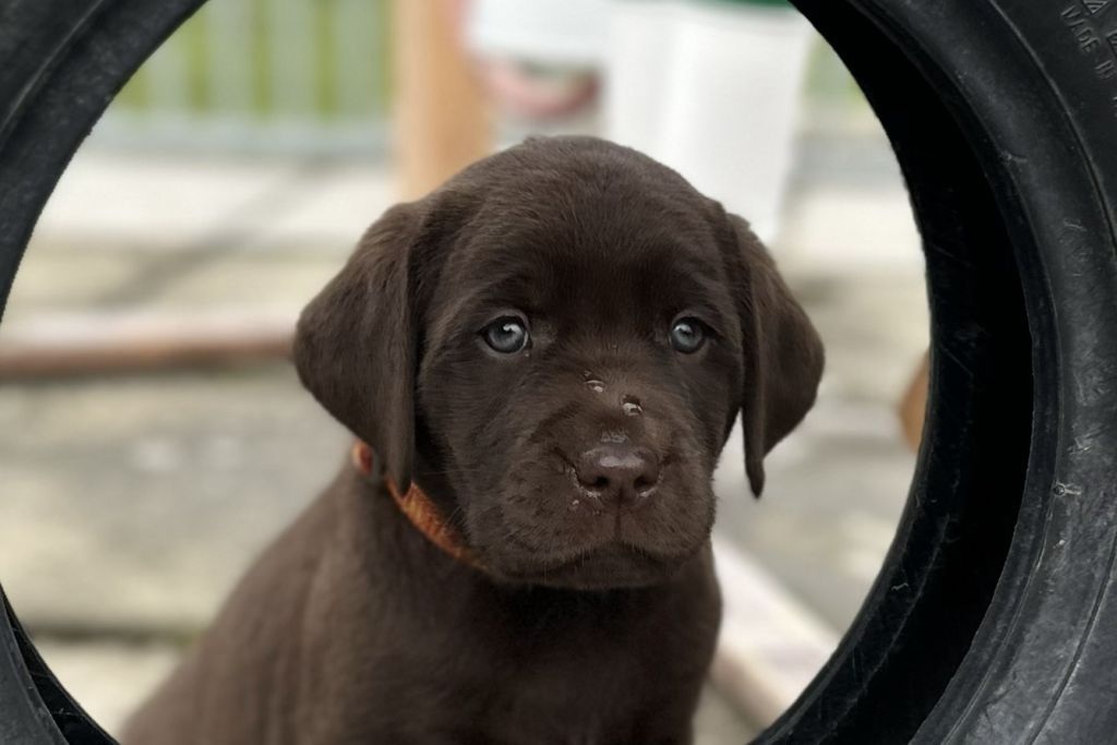 Baze Welpen im Kennel Of Three Castaneas