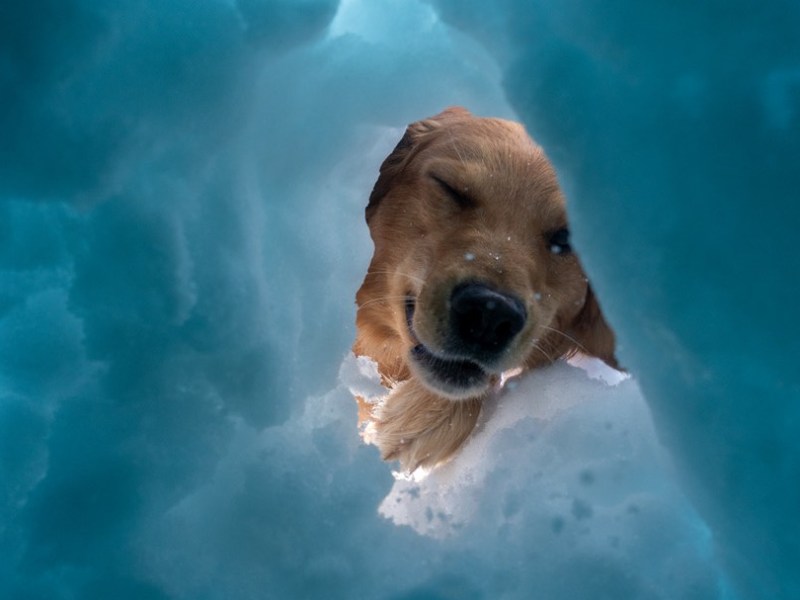 Bestandene Leistungsfeststellung Lawine Stufe&nbsp;A