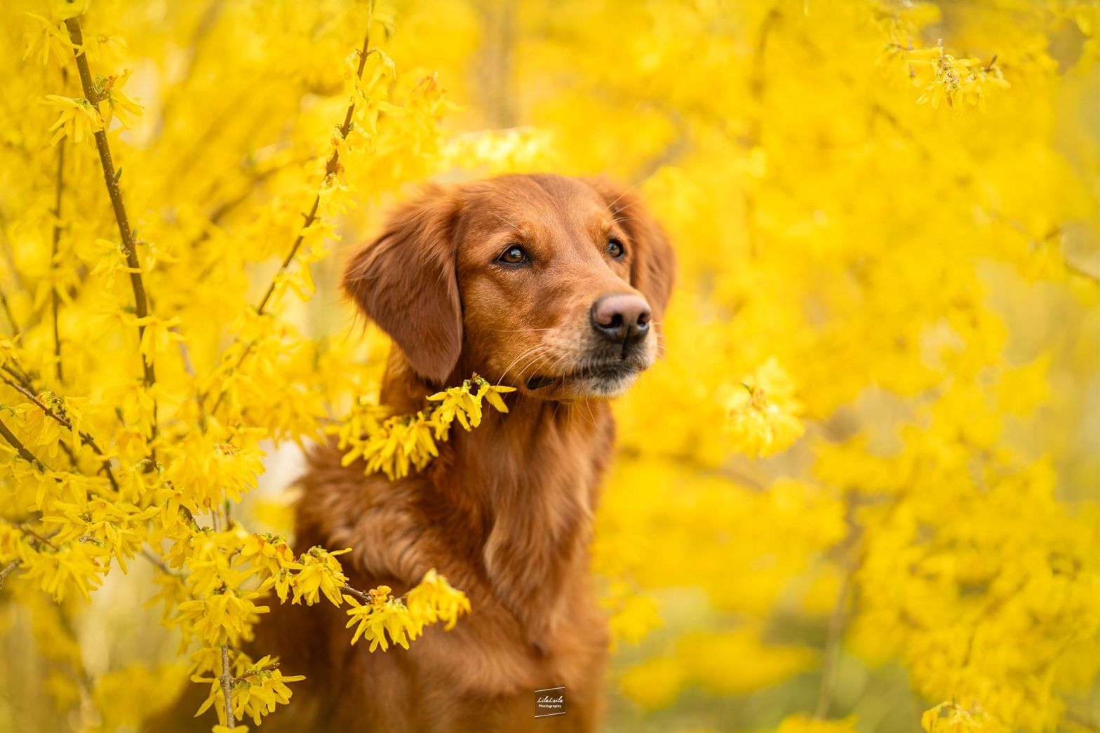 Lucky Golden Star Blue